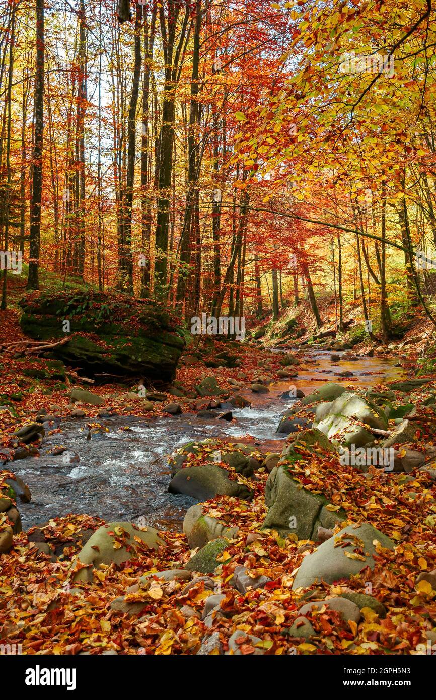 Herbstlandschaft mit Fluss. Wunderschöne Naturlandschaft im Herbst. Steine und Bäume in buntem Laub am Ufer des schnellen Flusses. Hell sonnig Stockfoto