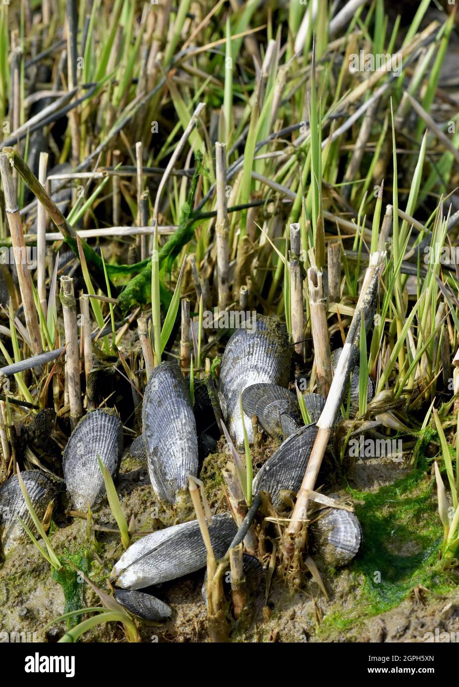 Gerippte Muscheln (Geukensia demissa) und Cord Grass (Spartina alterniflora) haben einen Synergismus, der beim Aufbau von Salzmarschen hilft und sie widerstandsfähig hält. Stockfoto