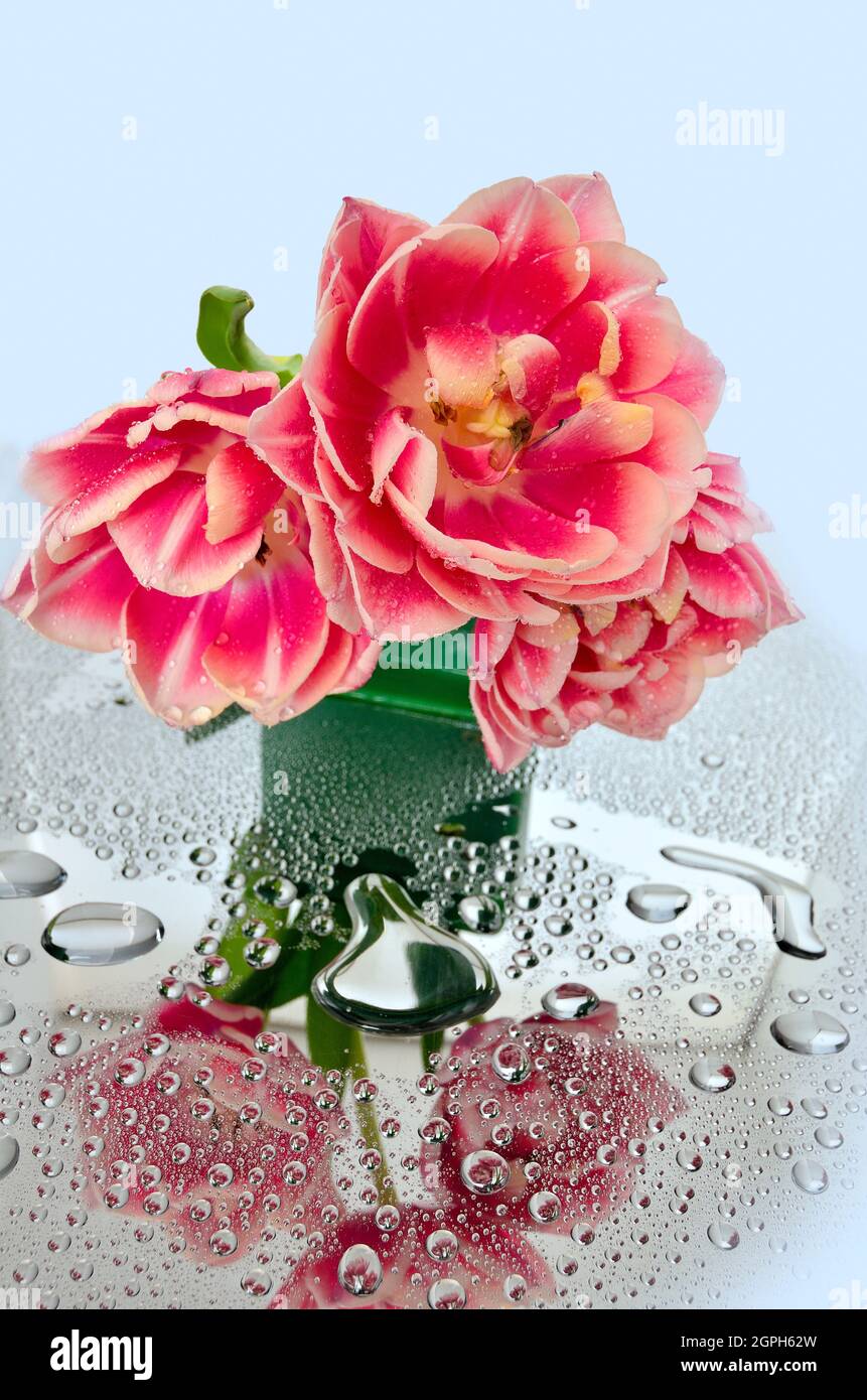 Elegantes Bouquet aus drei frühlingshaften rosa-weißen Tulpenblüten auf Glashintergrund mit Wassertropfen. In jedem Tropfen reflektierten Blumen. Künstlerisches Flo Stockfoto