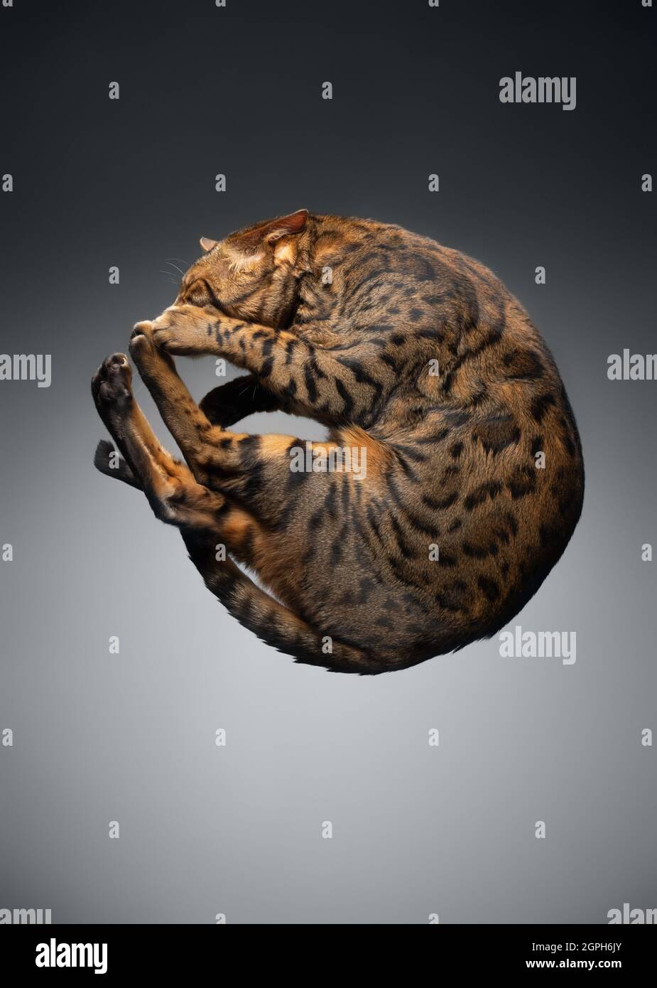 Ansicht von unten einer braun gepunkteten, tabby-bengalischen Katze, die auf einem Glastisch rollt Stockfoto