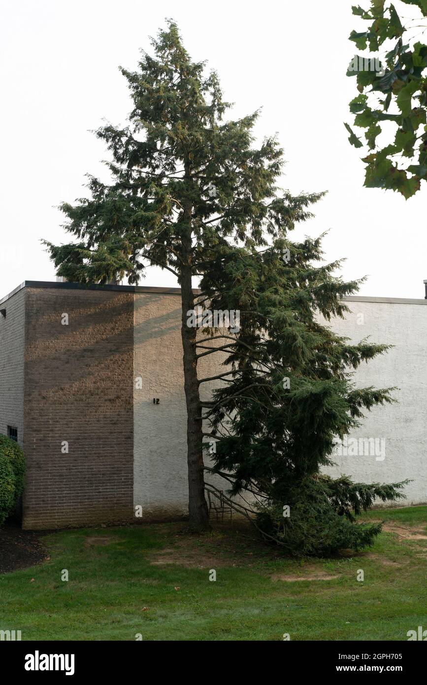 Halber Baum Stockfoto