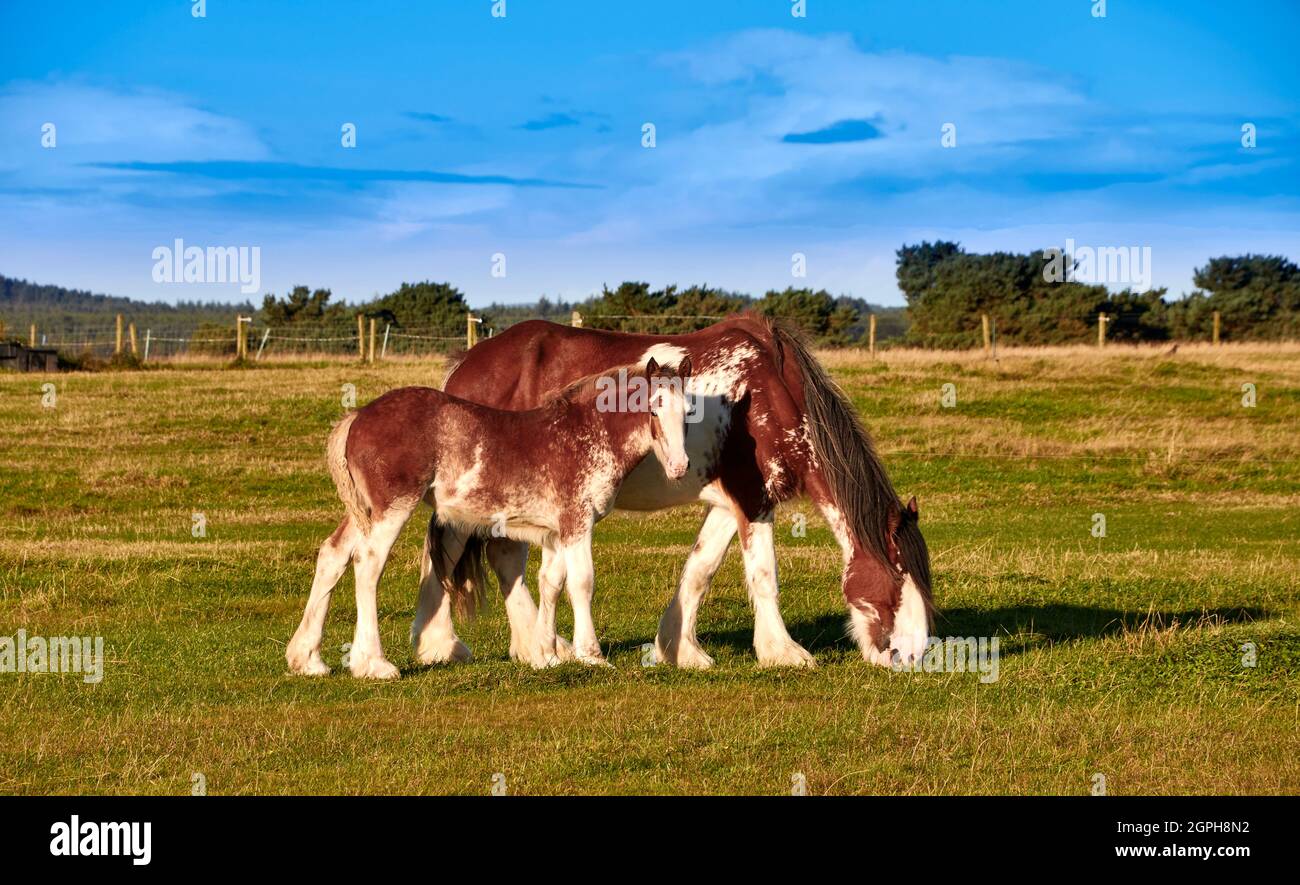 CLYDESDALE MARE UND FOHLEN GRASEN IM SPÄTSOMMER AUF EINEM FELD Stockfoto