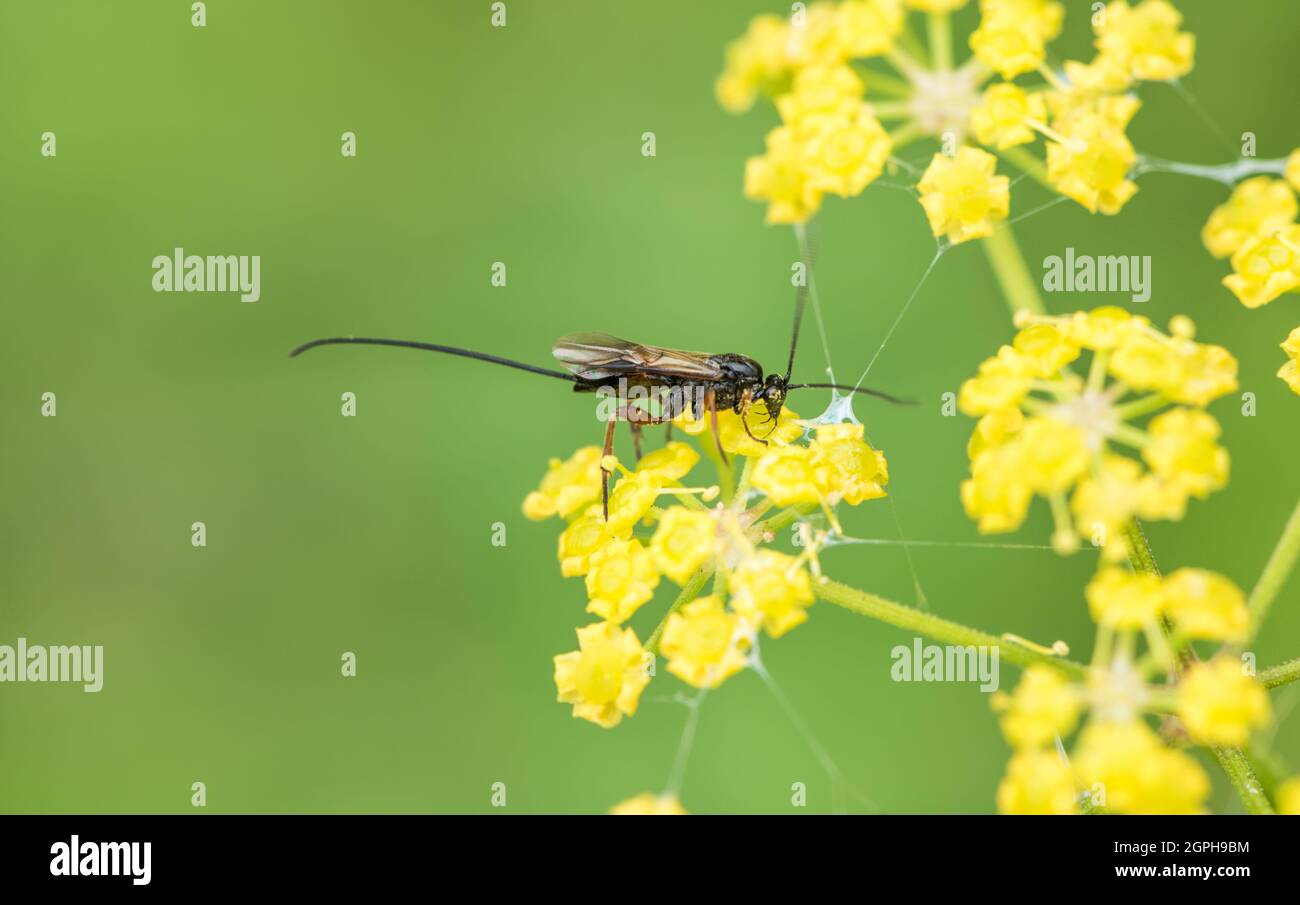 Eine Ichneumonide Wespe auf Fenchel Stockfoto