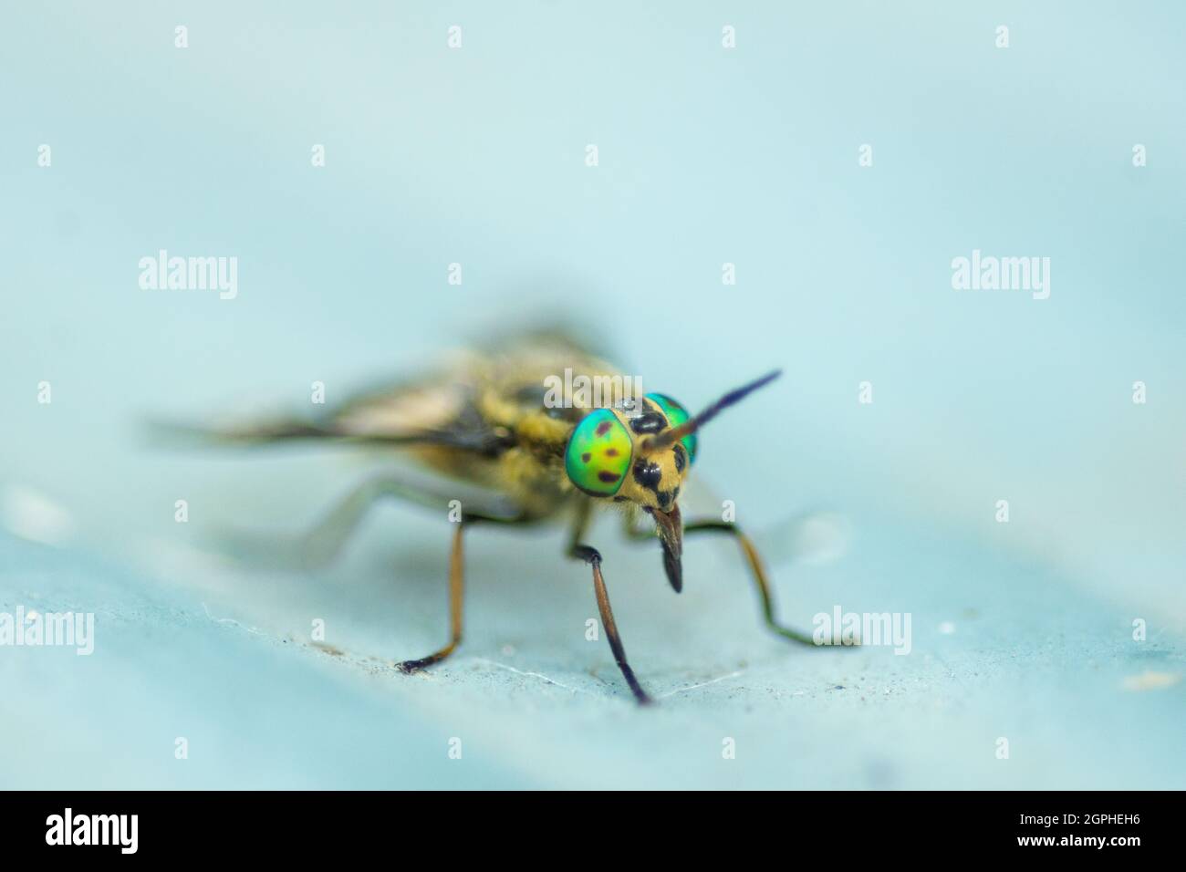 Eine Doppellochdeerfly oder Horsefly (Chrysops relictus) Nahaufnahme von Kopf und Körper mit braunen metallischen Augen, Makrofoto mit flacher Feldtiefe Stockfoto