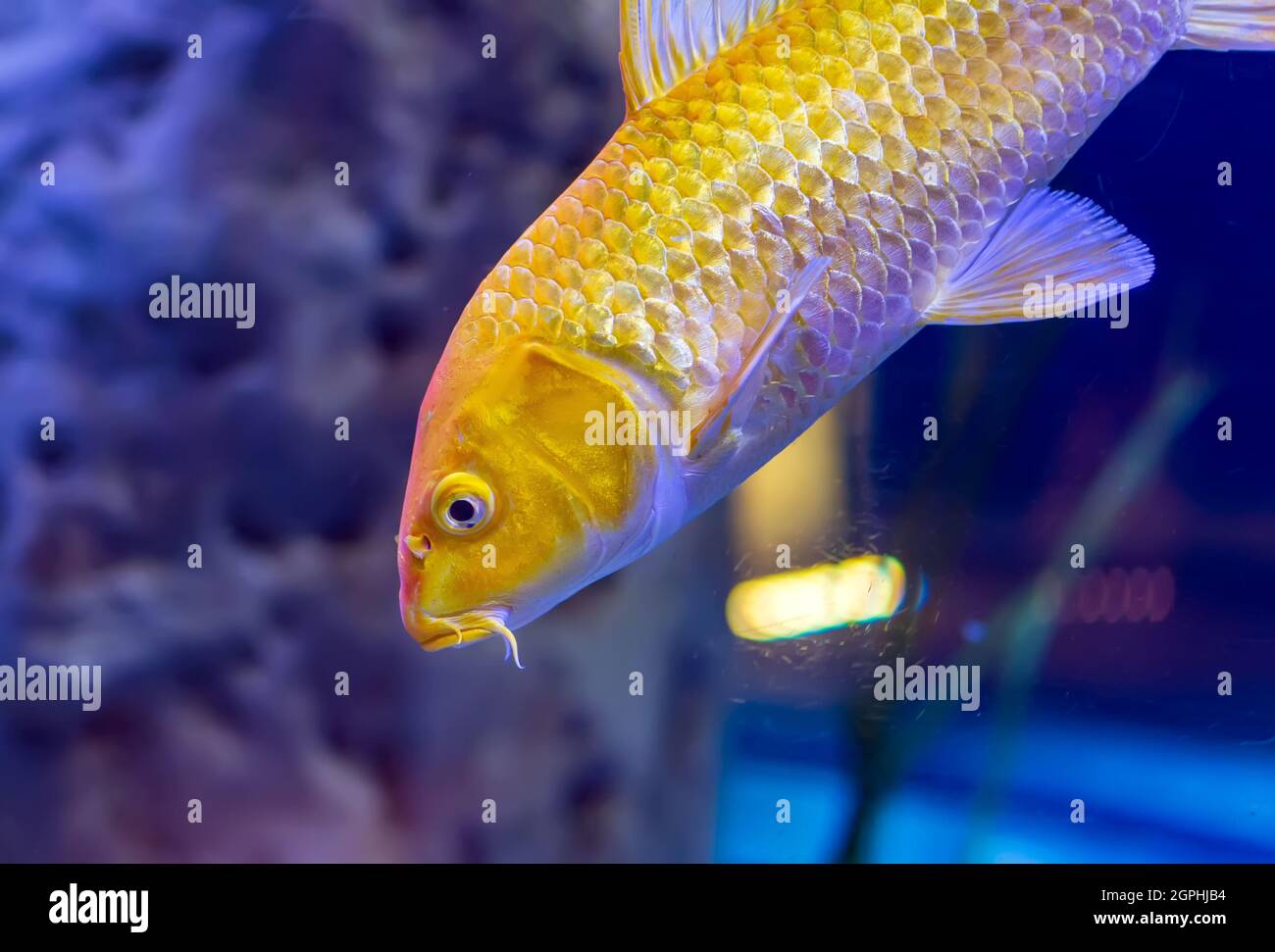 Goldgelber Ogon Koi-Karpfen (Cyprinus rubrofuscus 'koi') schicke Fische, die im Aquarium schwimmen. Ogon ist ein metallischer Koi nur einer Farbe (hikarimono). Das J Stockfoto