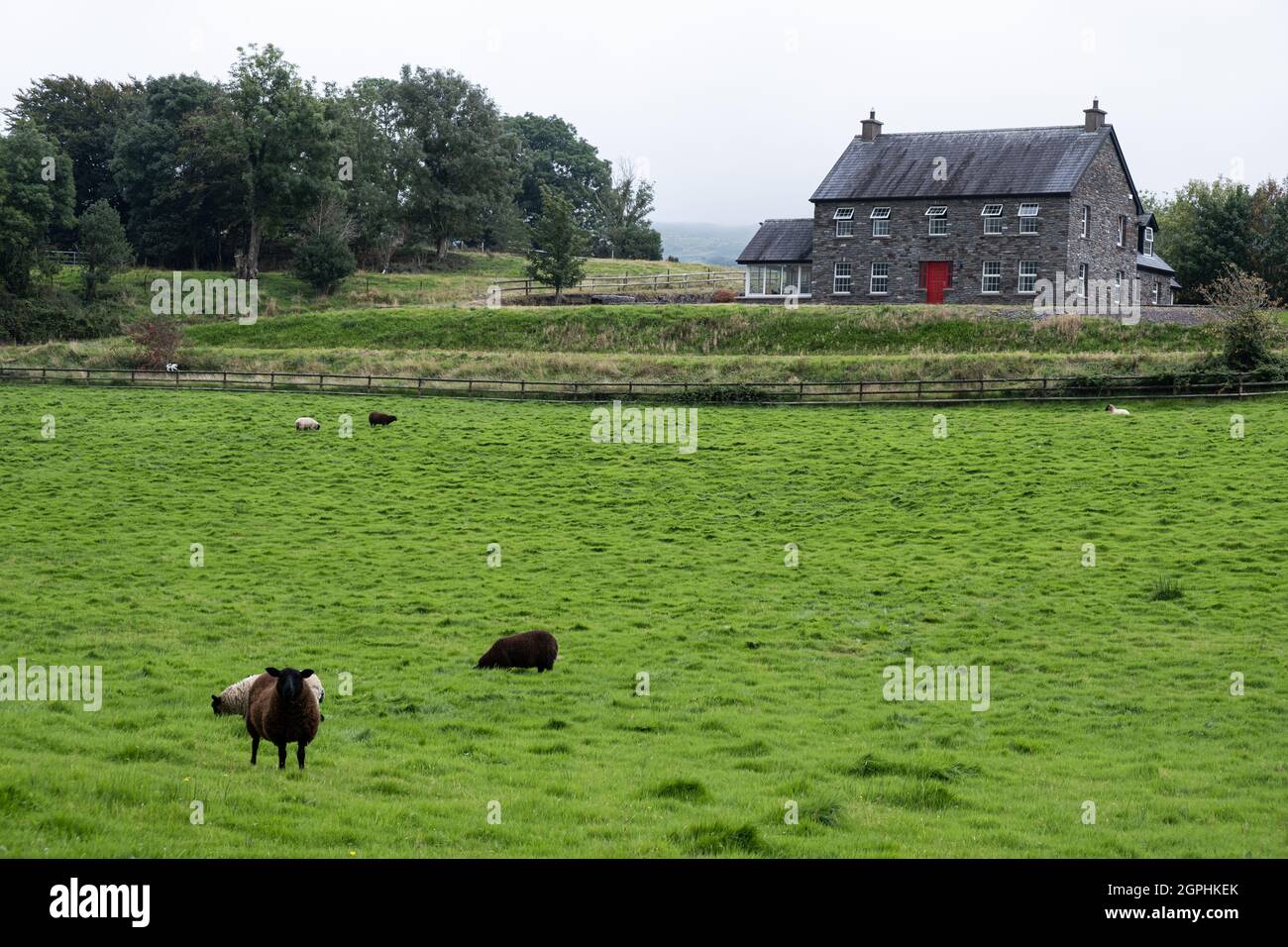 Typisch irisches Bauernhaus mit grünem Gras und Hausmantel Tiere. Irland, Europa Stockfoto