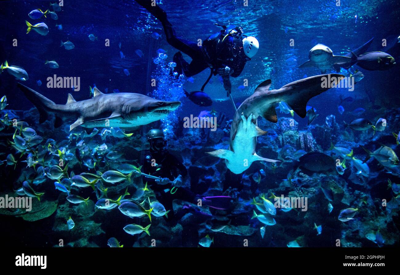 Kuala Lumpur, Malaysia. September 2021. Ein Taucher sah, wie er die Fische im KLCC Aquaria fütterte, bevor er sie in Kuala Lumpur, Malaysia, wieder für die Öffentlichkeit öffnete.Freizeitparks dürfen wegen der Einschränkungen der Coronavirus-Pandemie für Aktivitäten im Rahmen des Nationalen Wiederauffüllungsplans von Malaysia für die Öffentlichkeit zugänglich gemacht werden. Kredit: SOPA Images Limited/Alamy Live Nachrichten Stockfoto