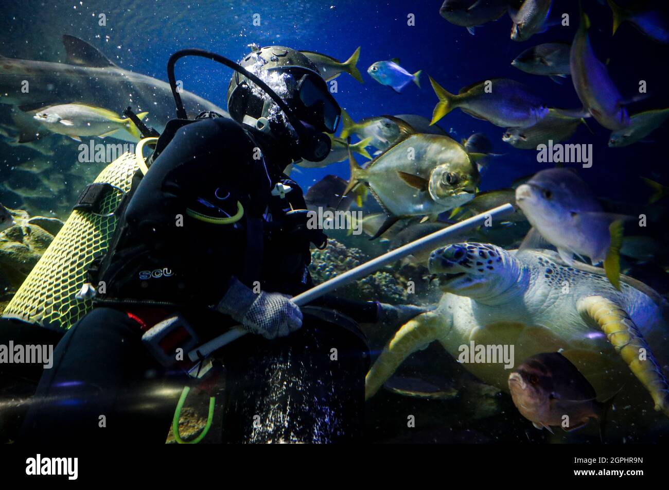 Vor der Wiedereröffnung in Kuala Lumpur hat ein Taucher im Aquaria KLCC Fische füttern sehen.Freizeitparks dürfen wegen der Einschränkungen der Coronavirus-Pandemie für Aktivitäten im Rahmen des Nationalen Erholungsplans Malaysias zugänglich gemacht werden. (Foto von Wong Fok Loy / SOPA Images/Sipa USA) Stockfoto