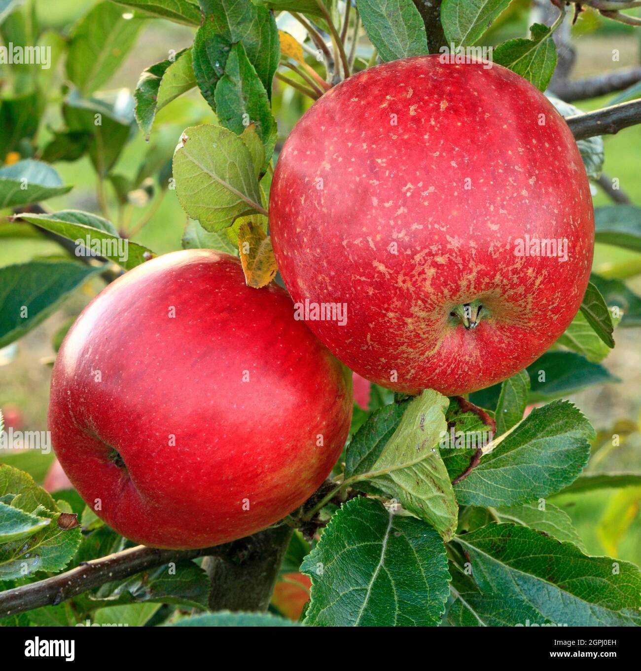 Apfel 'Clopton Red', wächst auf Baum, Äpfel, Malus domestica, gesunde Ernährung Stockfoto