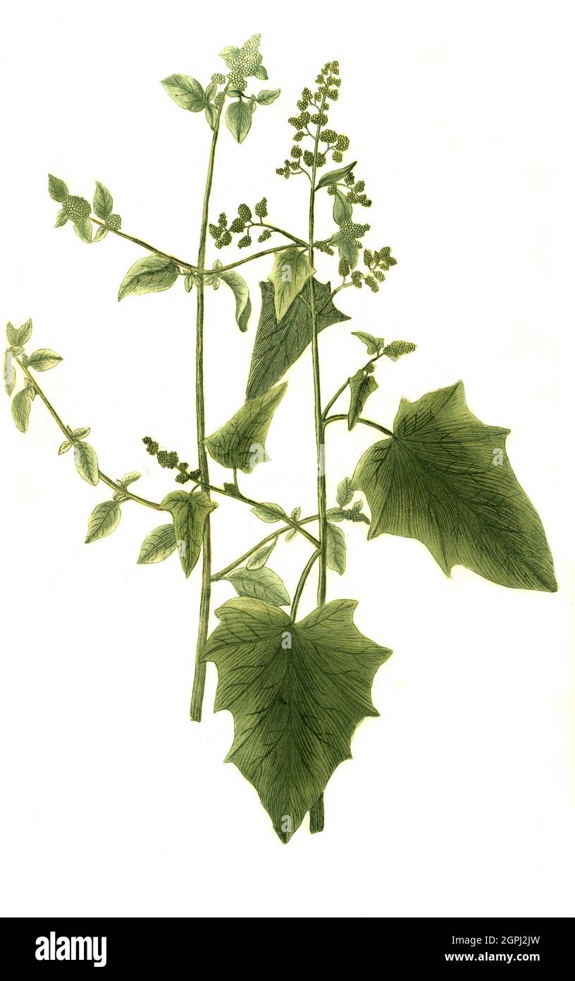 Pes anserinus Fotos und Bildmaterial in hoher Auflösung Alamy