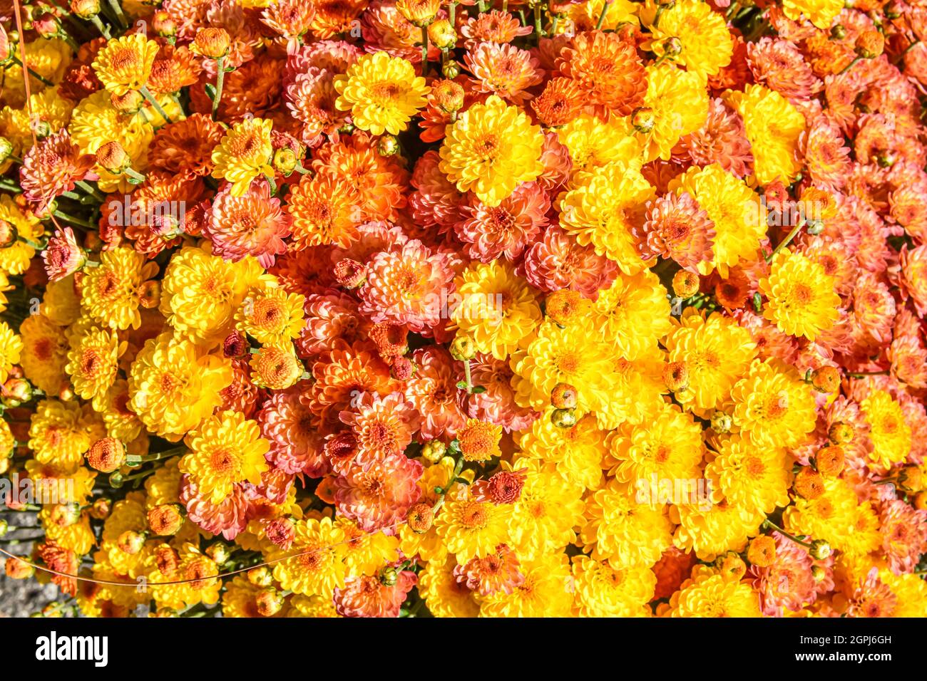 Bunte gelbe, orange und rosa Mütter für Blumenhintergrund. Nahaufnahme. Stockfoto