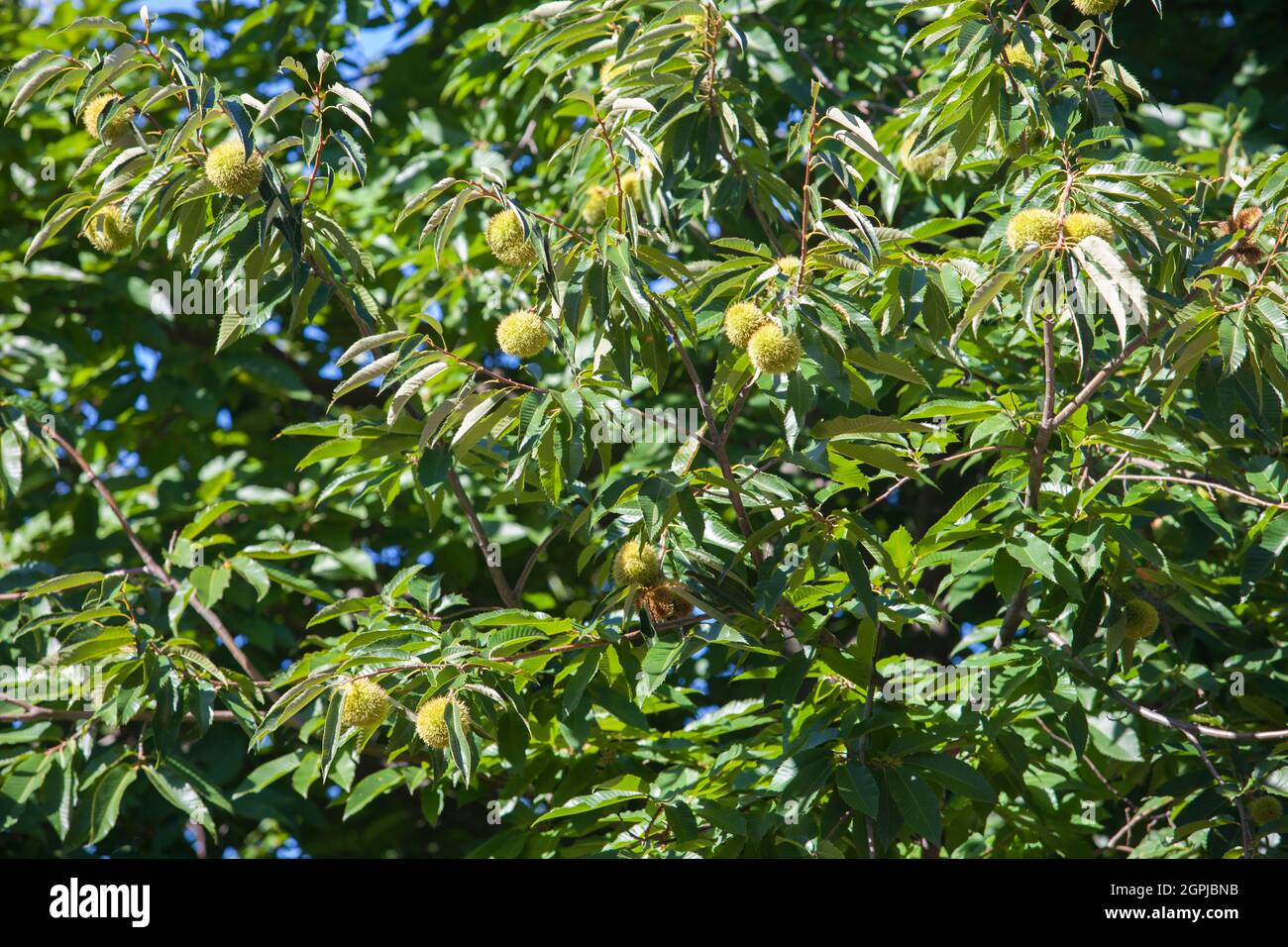 Süße Kastanien unreife Früchte. Castanea sativa oder spanischer Kastanienbaum am Ende des Sommers Stockfoto