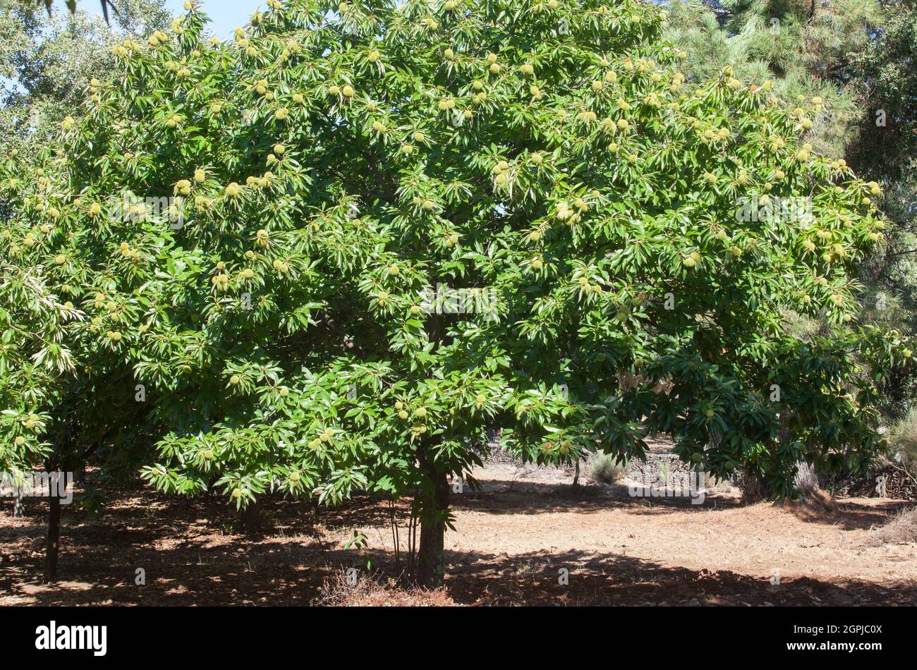 Süßer Kastanienbaum. Castanea sativa oder spanische Kastanienbaumplantage am Ende des Sommers Stockfoto