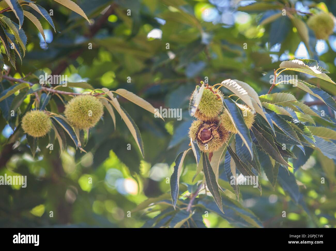 Edelkastanie öffnet unreife Früchte. Castanea sativa oder spanischer Kastanienbaum am Ende des Sommers Stockfoto
