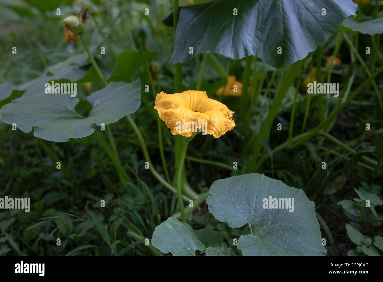 Kürbisse blühen in einem Gemüsegarten Stockfoto
