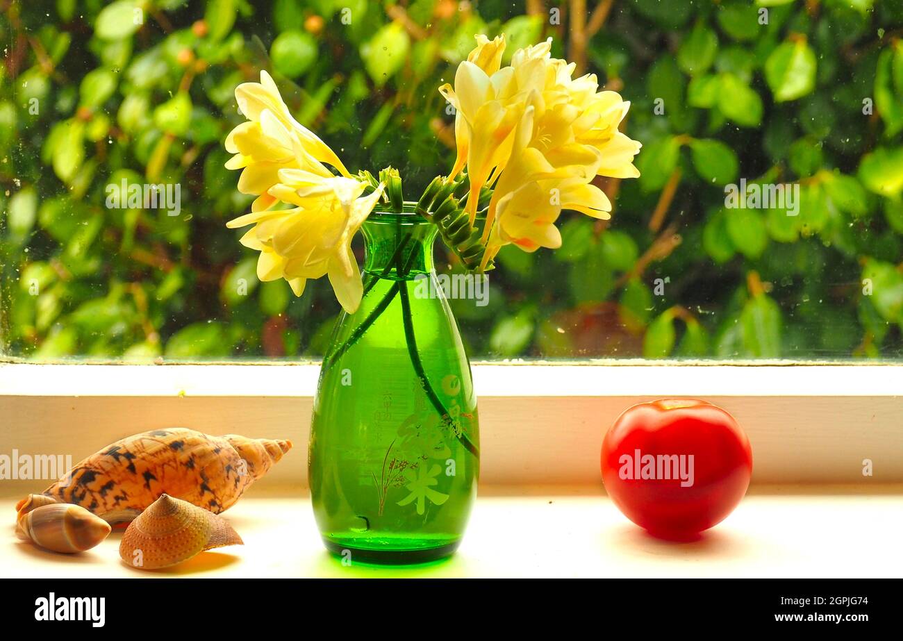 Auf der Holzfensterbank einer Küche fangen Muscheln, eine reifende Tomate und Freesias in einer Sake-Flasche die Morgensonne Stockfoto