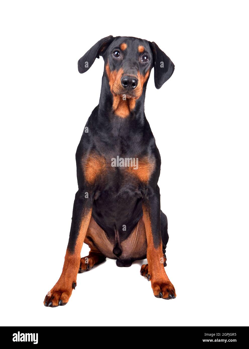 Sitzender Welpe aus braunem und schwarzem deutschen Pinscher oder Dobermann Pinscher isoliert auf weißem Hintergrund Stockfoto