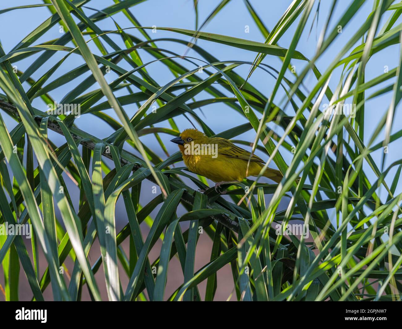 Webervögel, Sperling Vogel in einem Palmenzweig Stockfoto