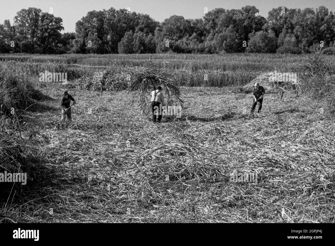 Drei Männer arbeiten auf einem Feld in Fen Drayton - sammeln das Heu Stockfoto