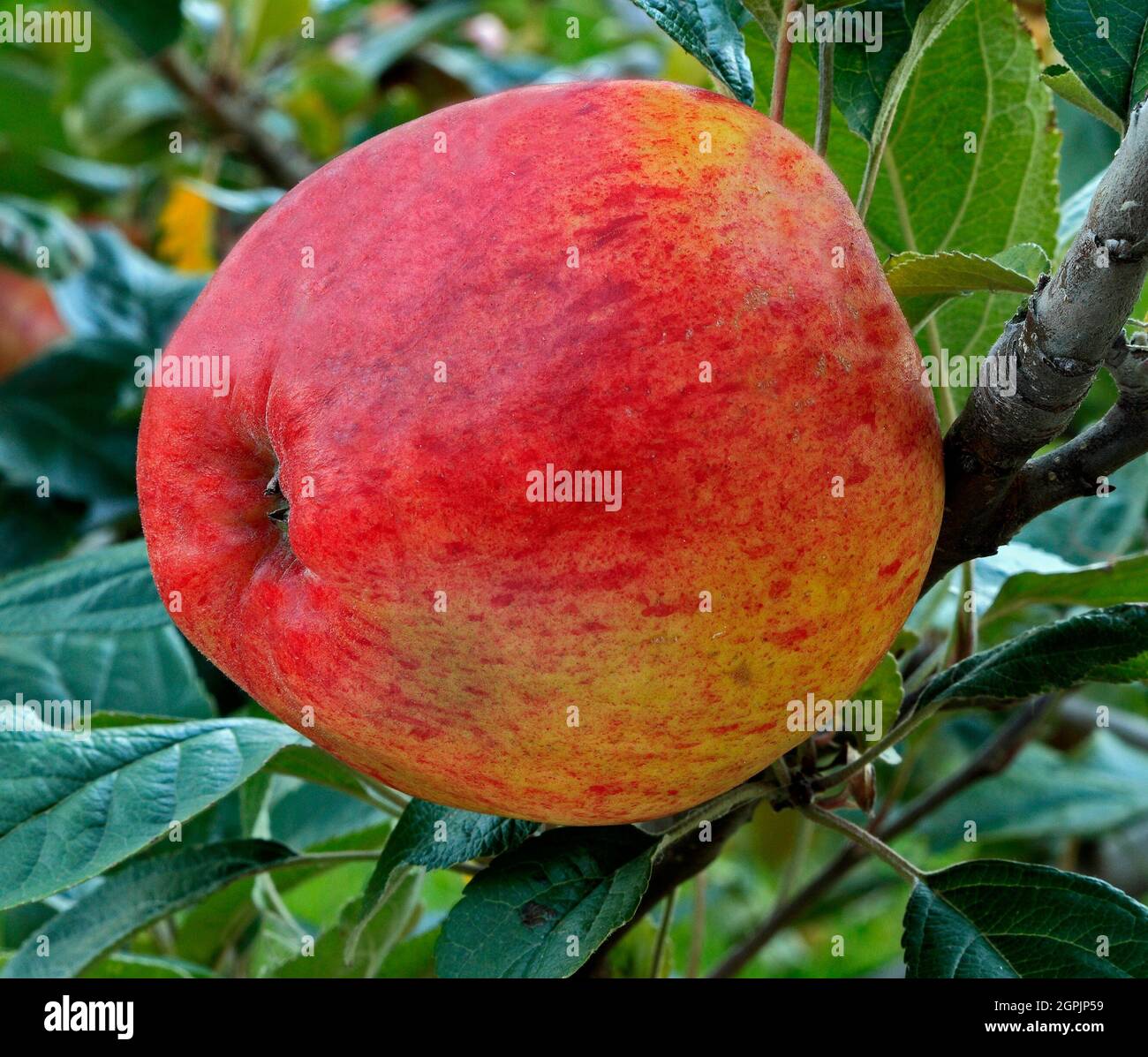 Apfel 'Dr Clifford', kulinarische Vielfalt, Äpfel, Obst, Malus domestica, Gesunde Ernährung Stockfoto