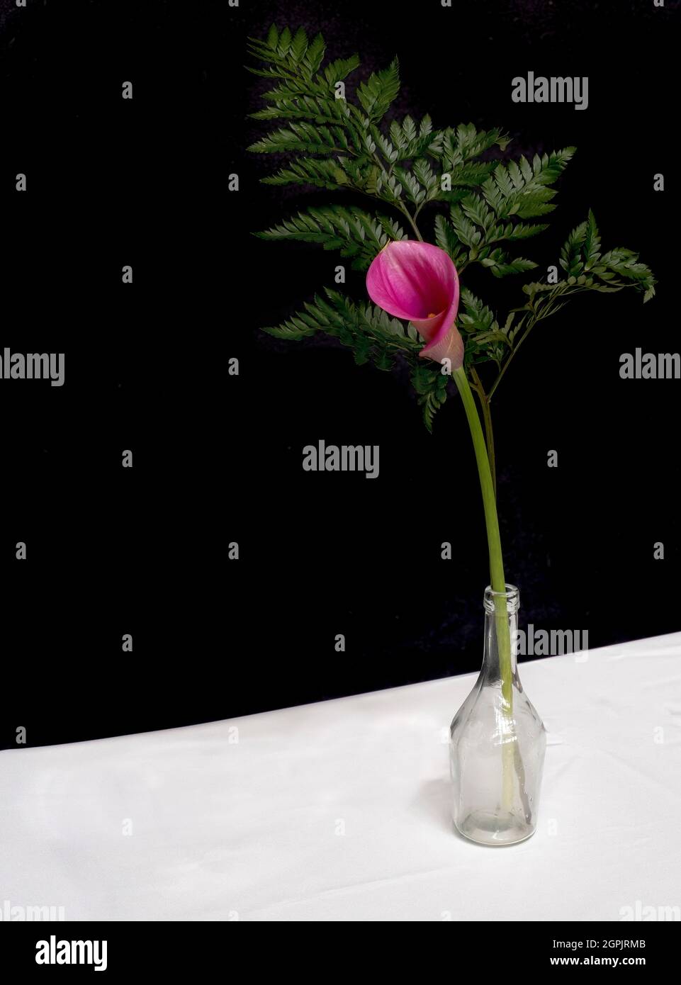 Eine kastanienbraune Calla Lilie mit einem Farnblatt in einer Glasflasche, auf einem weißen Tisch mit schwarzem Hintergrund, senkrecht Stockfoto
