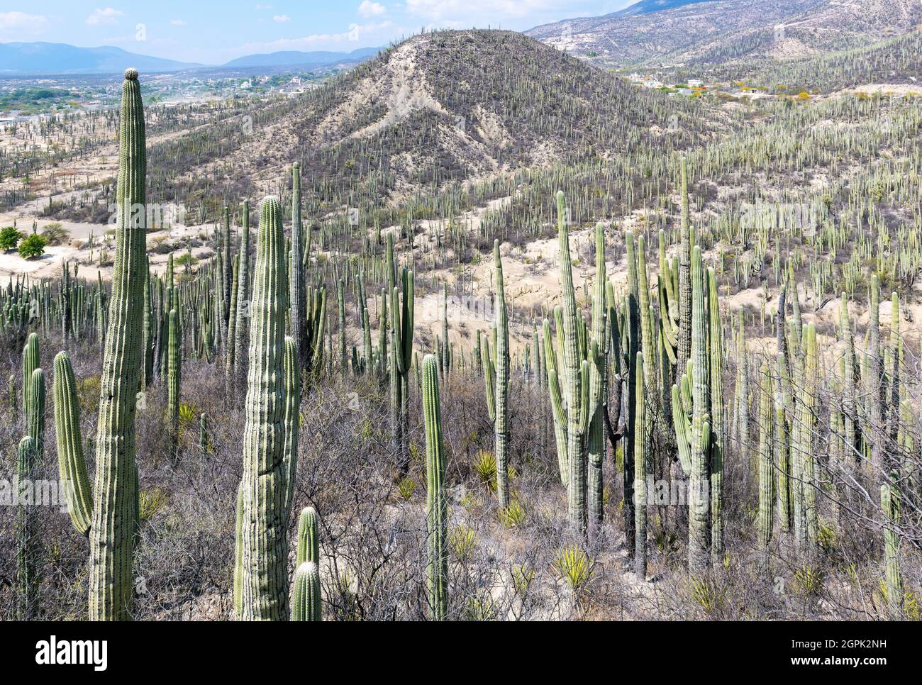 Landschaft im Tehuacan Cuicatlan Biosphärenreservat mit Säulenkaktus (Ceroidkaktus), Oaxaca, Mexiko. Stockfoto