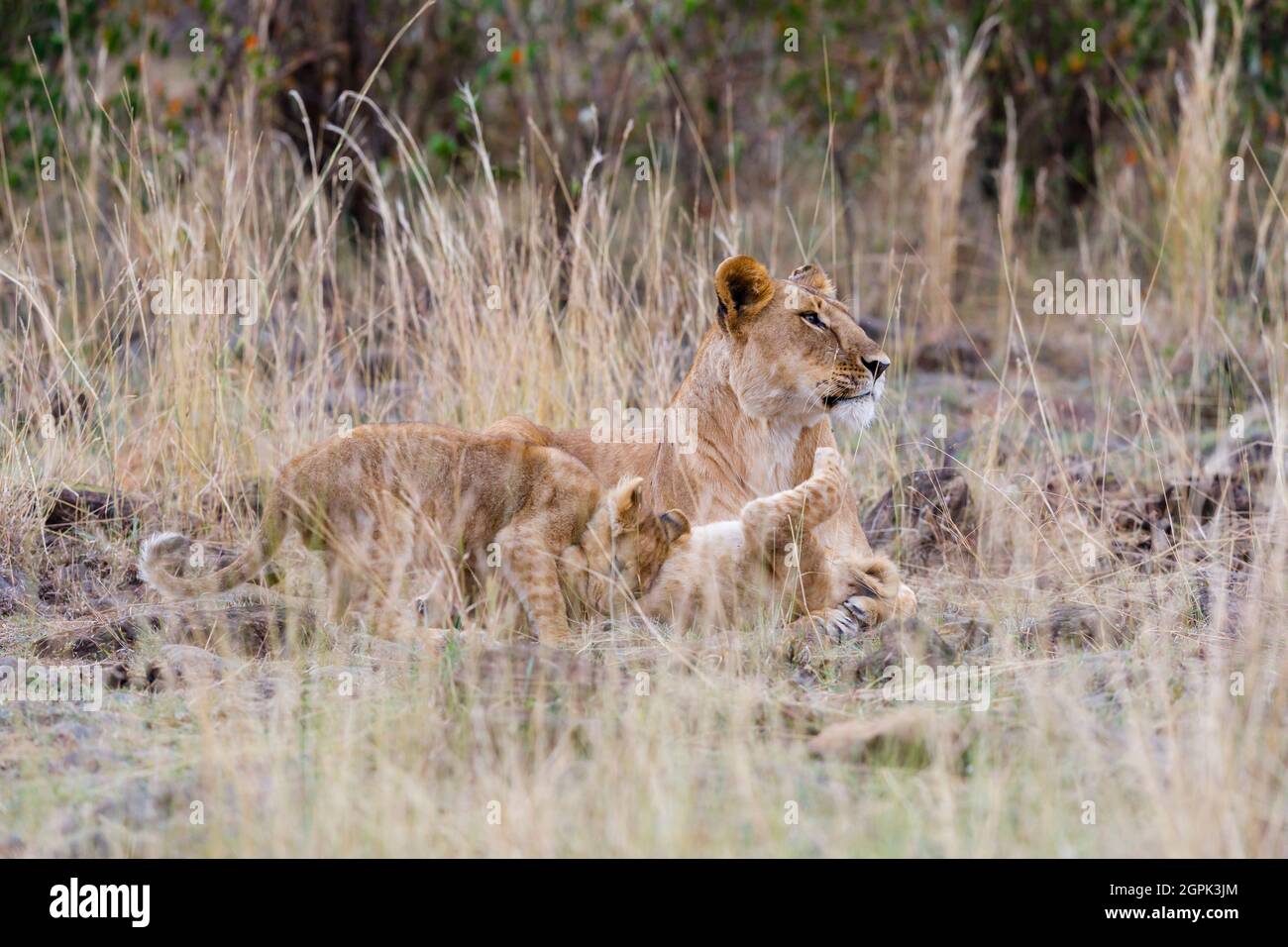 Löwin (Panthera leo) mit zwei Jungen im langen Gras in Masai Mara, Kenia Stockfoto