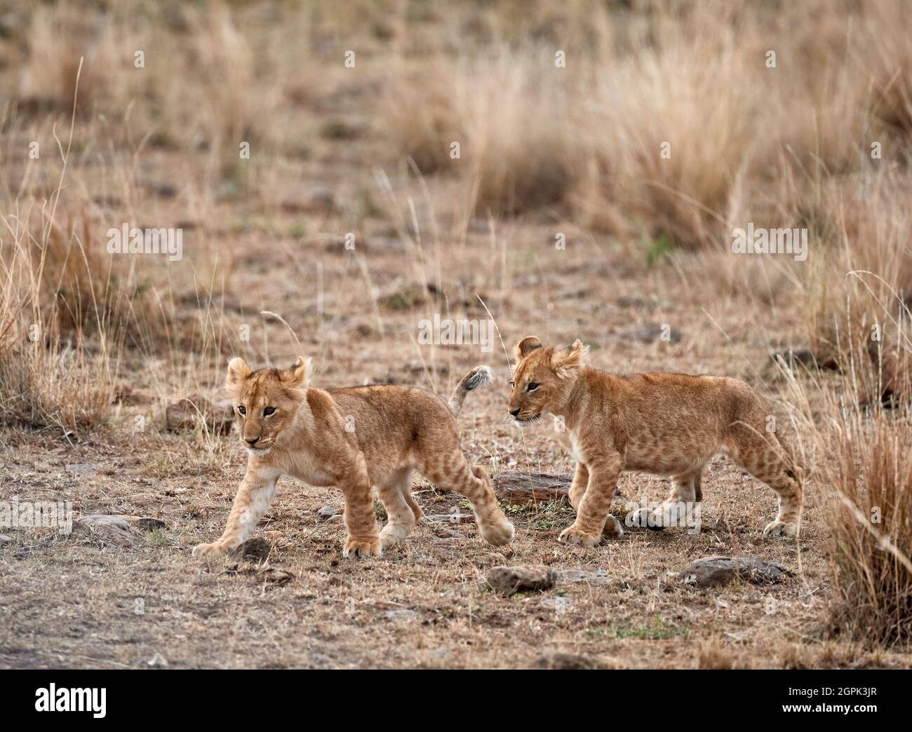 Ein paar Mara Lion Cubs gemeinsam Wandern im langen Gras in der Savanne in der Masai Mara, Kenia Stockfoto
