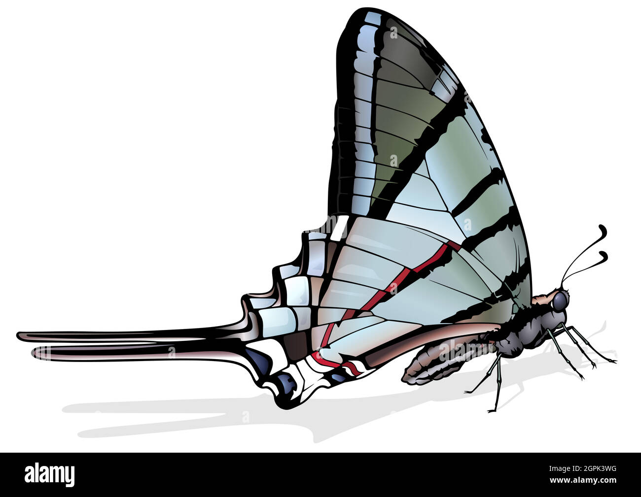 Zebra-Schwalbenschwanz-Schmetterling Stock Vektor