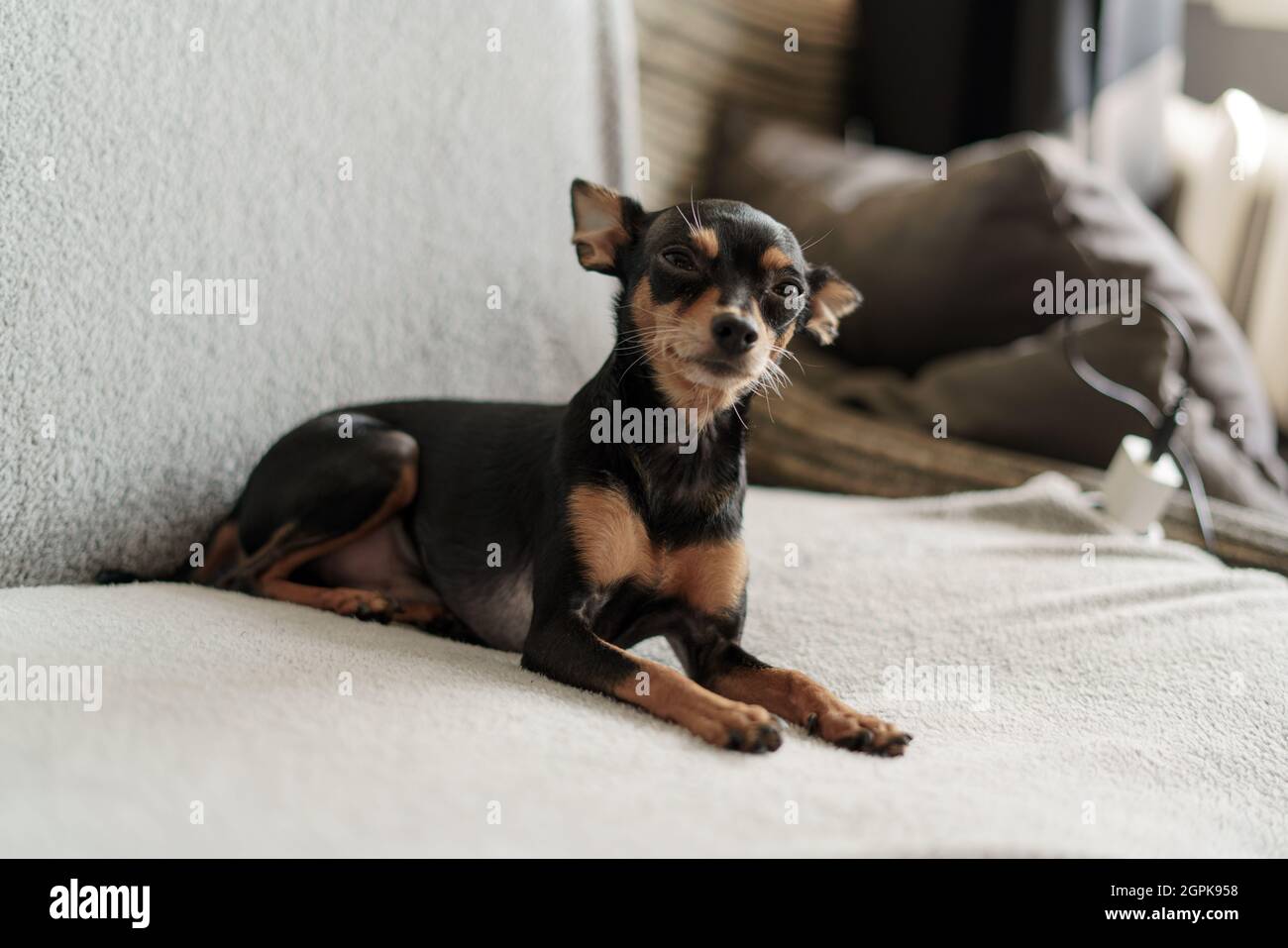 Pinscher Miniaturhund liegt auf der Couch Stockfoto