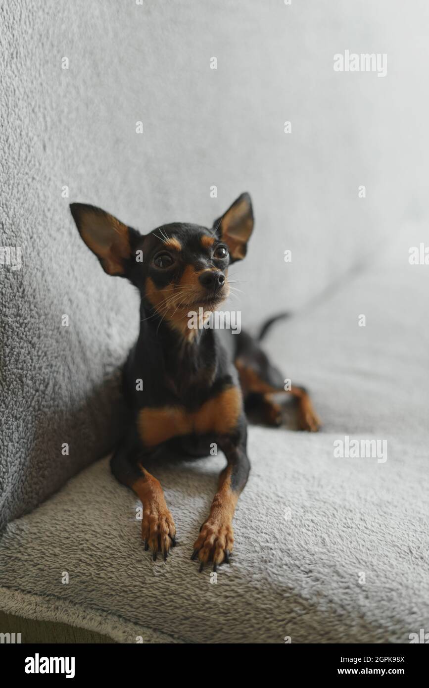 Pinscher Miniaturhund liegt auf der Couch Stockfoto