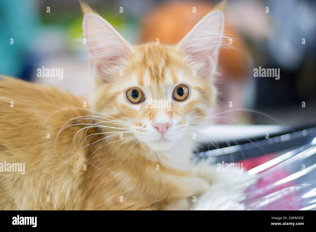 Ein niedliches rotes Kätzchen. Stockfoto