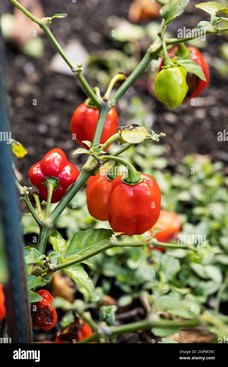 Habanero Chilischoten (Capsicum chinense) wachsen in einem Gemeinschaftsgarten in Danvers, Massachusetts, USA. Stockfoto