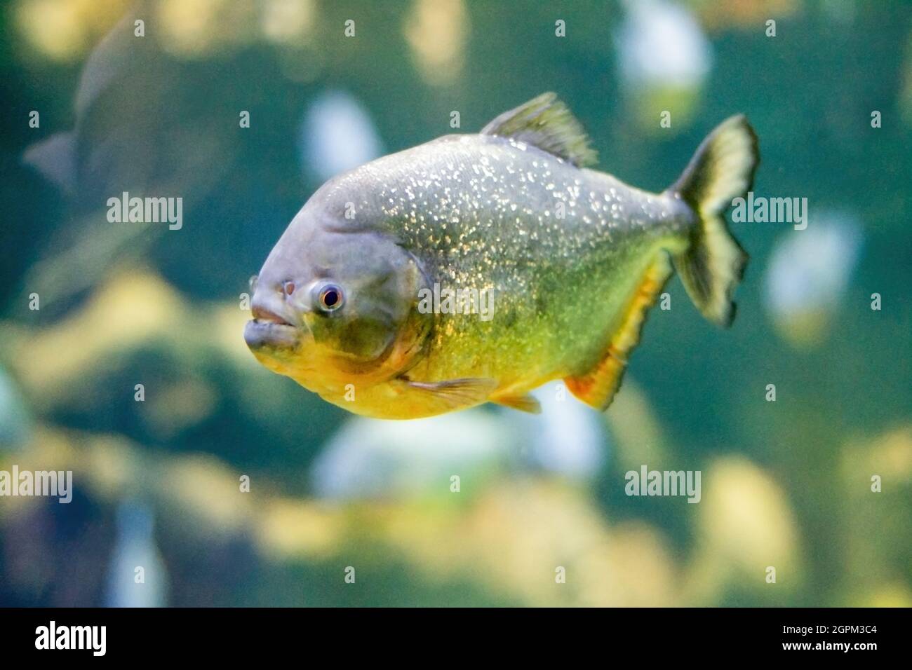 Golden Piranha unter Wasser. Stockfoto