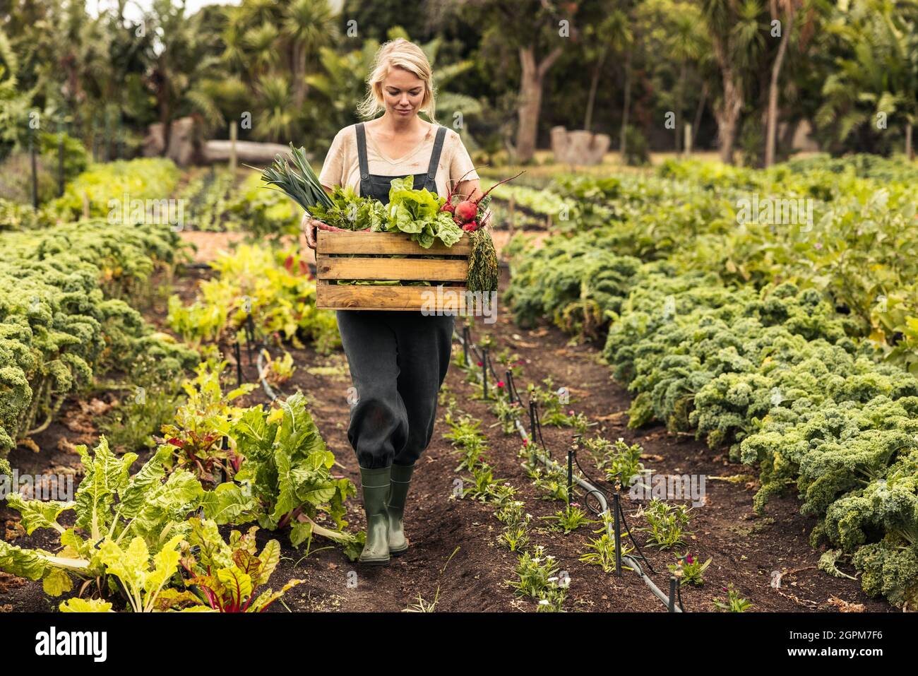 Biobauerin sammelt frisches Gemüse auf ihrer Farm. Junge Bäuerin hält eine Schachtel mit frischen Produkten, während sie durch ihren Gemüsegarten geht Stockfoto