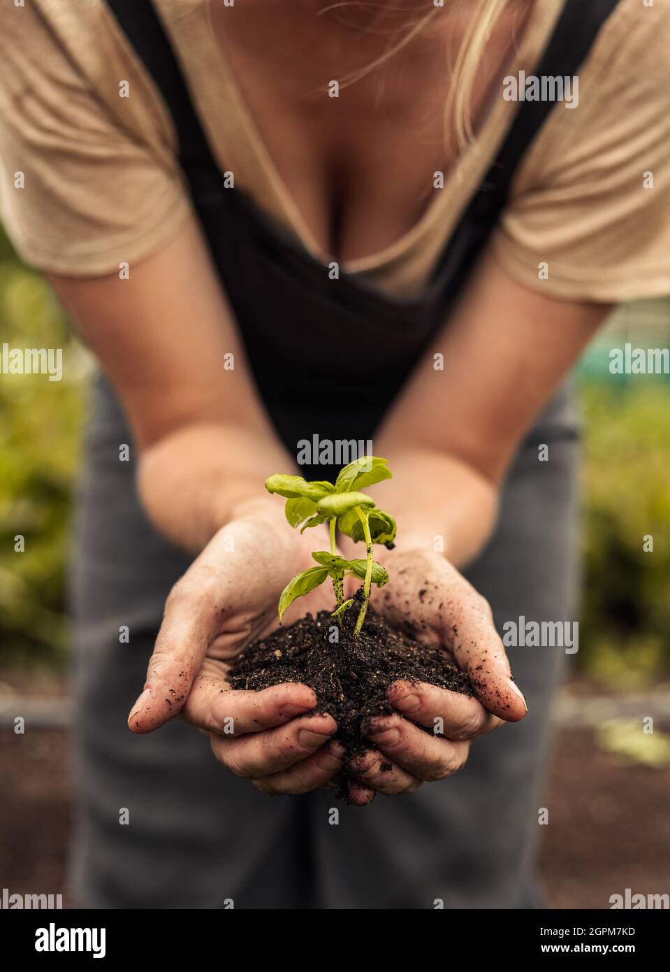 Nicht erkennbare Frau mit einer grünen Pflanze, die im Boden wächst. Anonyme Biobauerin, die einen Keimling in ihrem Garten schützt. Nachhaltige weibliche fa Stockfoto