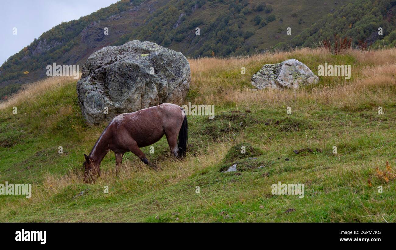 Das Pferd grast auf einer Wiese hoch in den Bergen. Das Pferd frisst Gras auf einer alpinen Wiese. Stockfoto