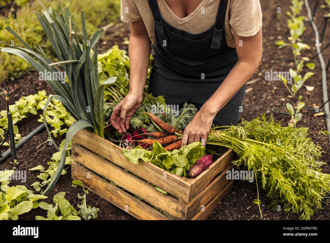 Frisch gepflücktes Gemüse anrichten. Nicht erkennbare Bio-Farmerin arrangiert auf ihrem Bauernhof eine Vielzahl von frischen Produkten in eine Kiste. Sie selbst nachhaltig zu gestalten Stockfoto