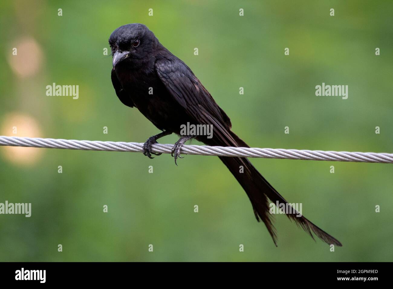 Schöner indischer schwarzer Drongo-Vogel sitzt an einem Seil und sucht nach seinem Futter Stockfoto