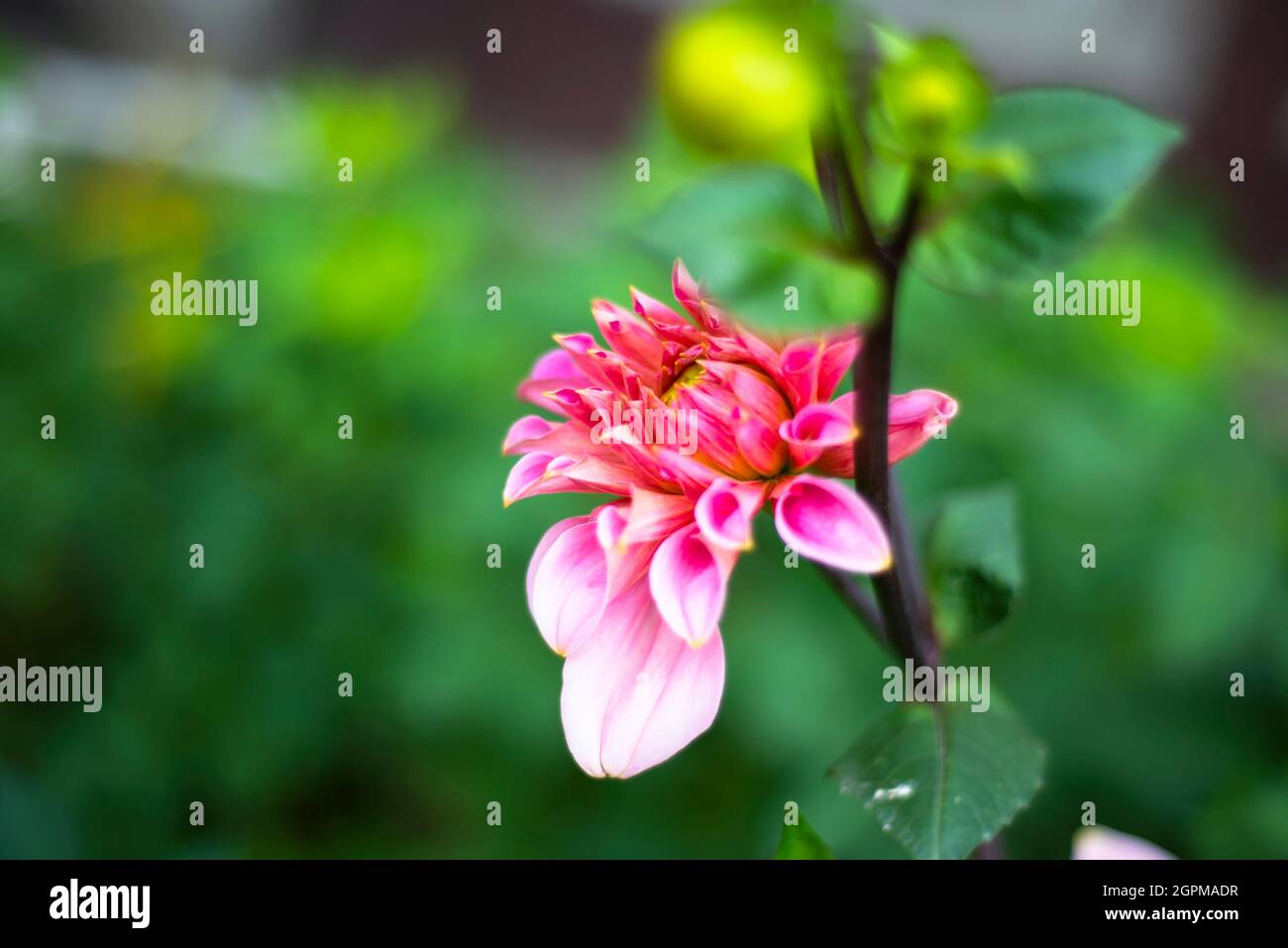 Dahlia expandierende Blume. Junge Blume. Stockfoto