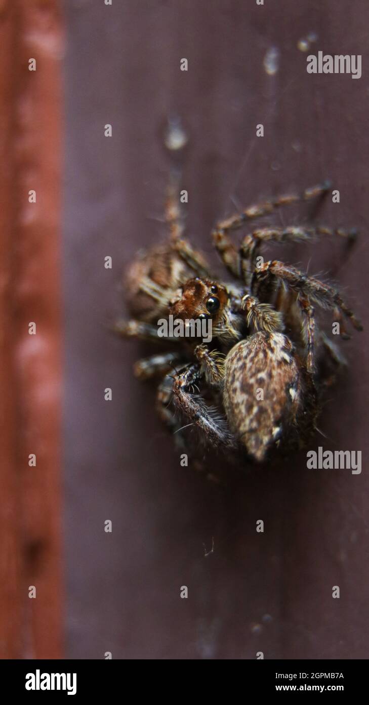Eine braune Spezies von kannibalistischer Spinne, die springende Spinne mit ihrer Beute im Mund und Blick auf die Kamera frisst Stockfoto
