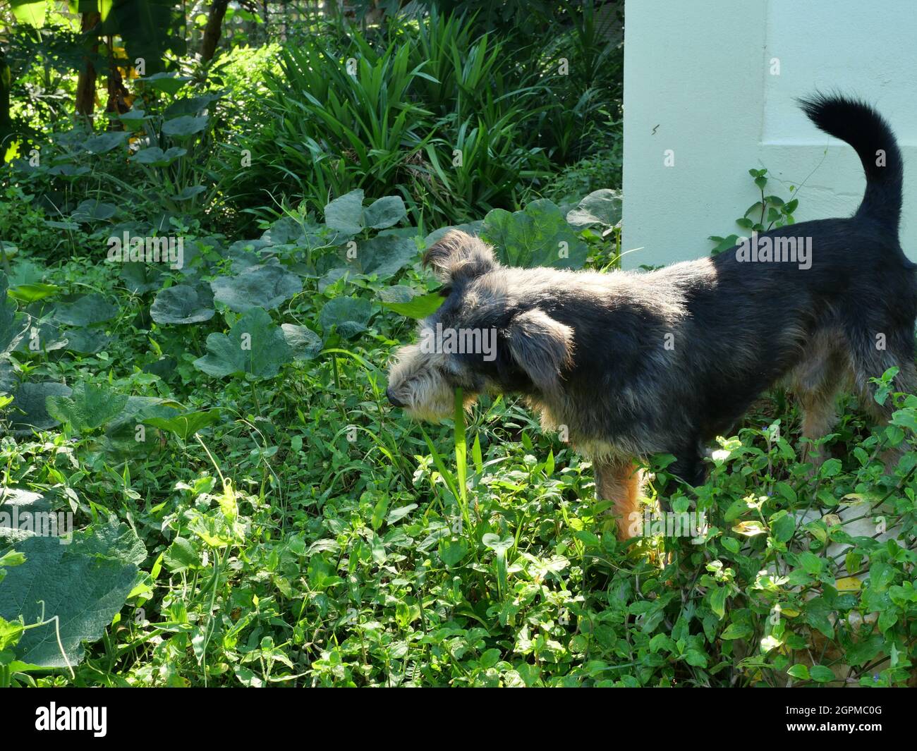 Schwarzer Hund kauen und Gras essen im grünen Wald, der Spaß des Welpen Stockfoto