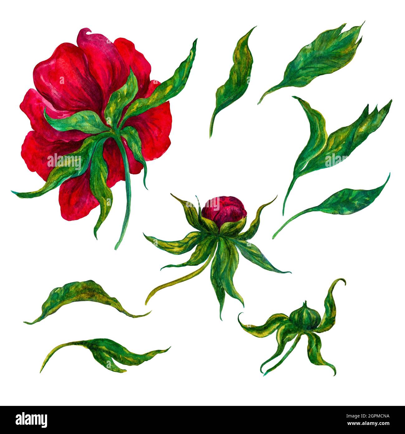 Aquarelle Blumenkomposition, leuchtende Farben der Pfingstrose. Botanische Illustration Stockfoto