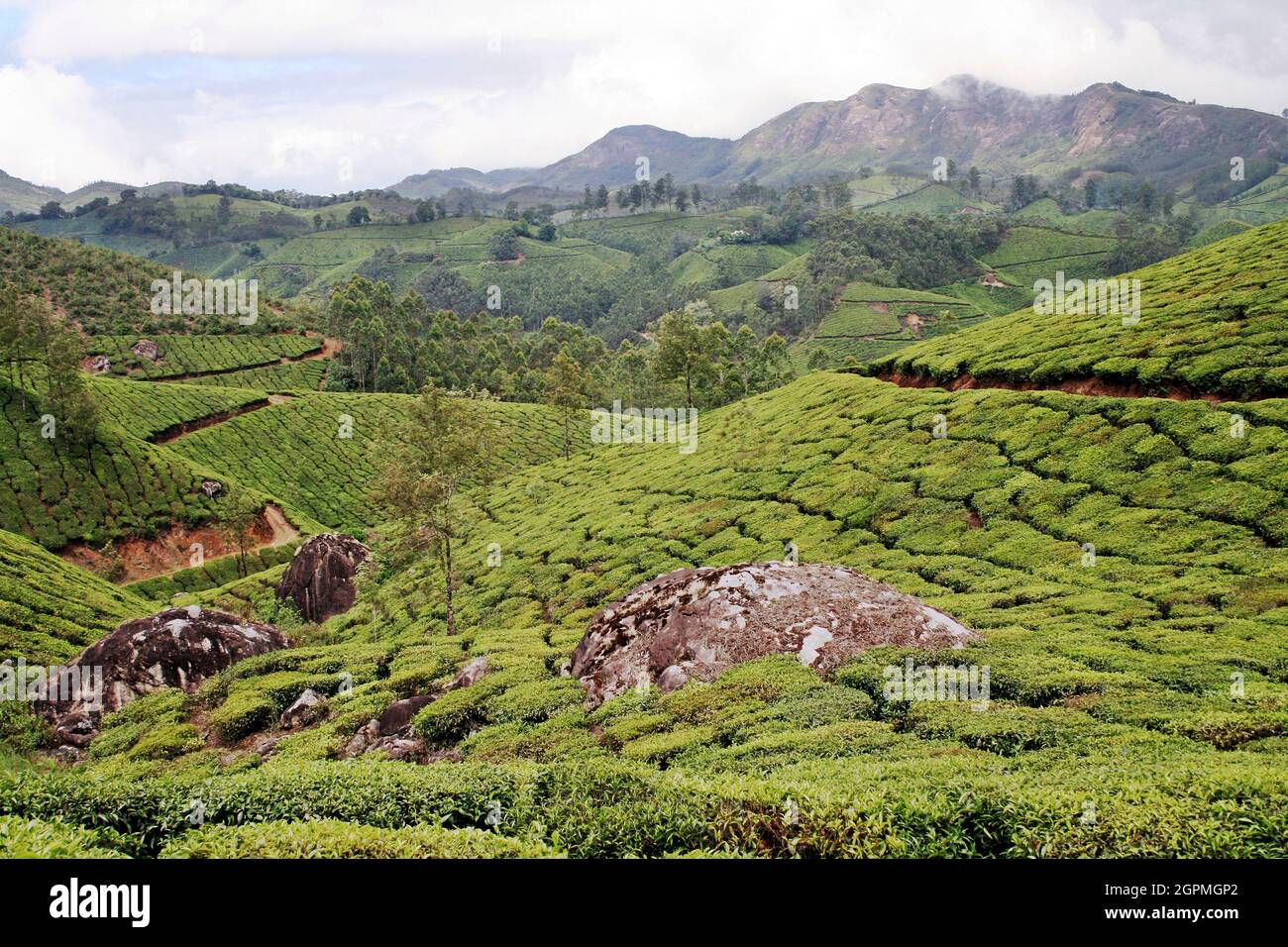 Teeplantagen, Kerala, Indien Stockfoto