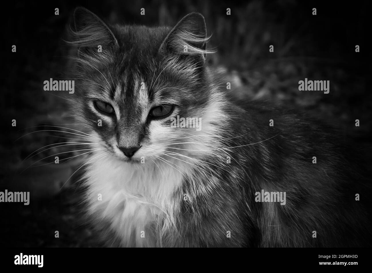 Eine flauschige streunende Katze mit sehr schönen Augen in schwarz und weiß. Stockfoto