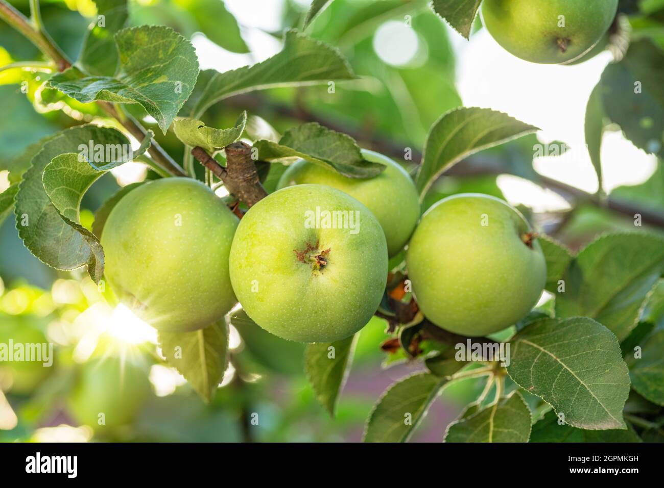 Reife goldgelbe Äpfel auf Apfelzweig. Bio-Obst im Obstgarten aus nächster Nähe. Stockfoto