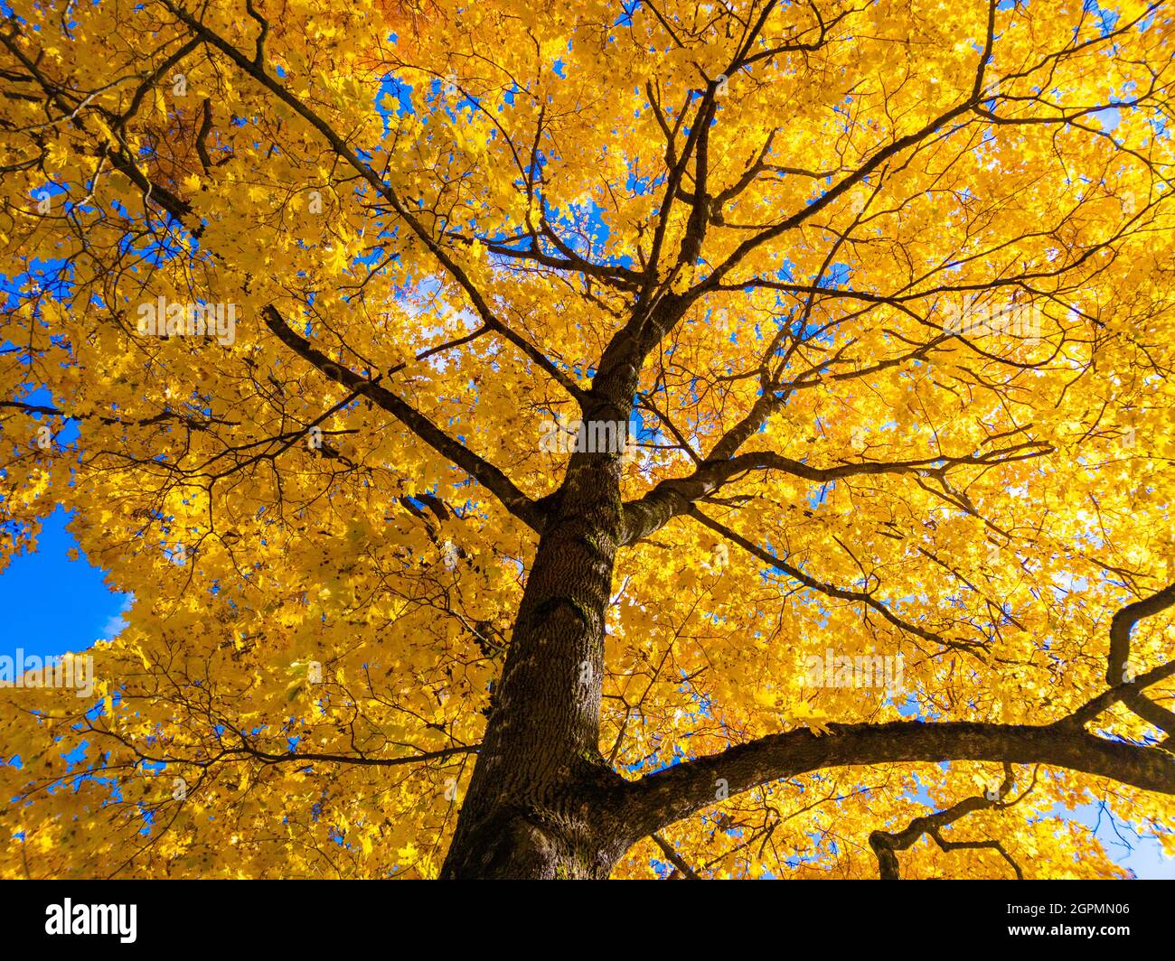 Herbst lebhafter gelber Ahornbaum auf blauem Himmel Hintergrund - Vollformat-Ansicht von unten nach oben Stockfoto