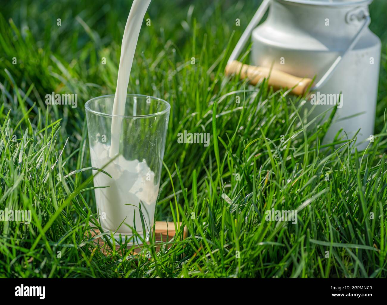 Gießen Sie frische Milch in Glas. Glas ist auf dem grünen Gras an sonnigen Sommertagen. Stockfoto