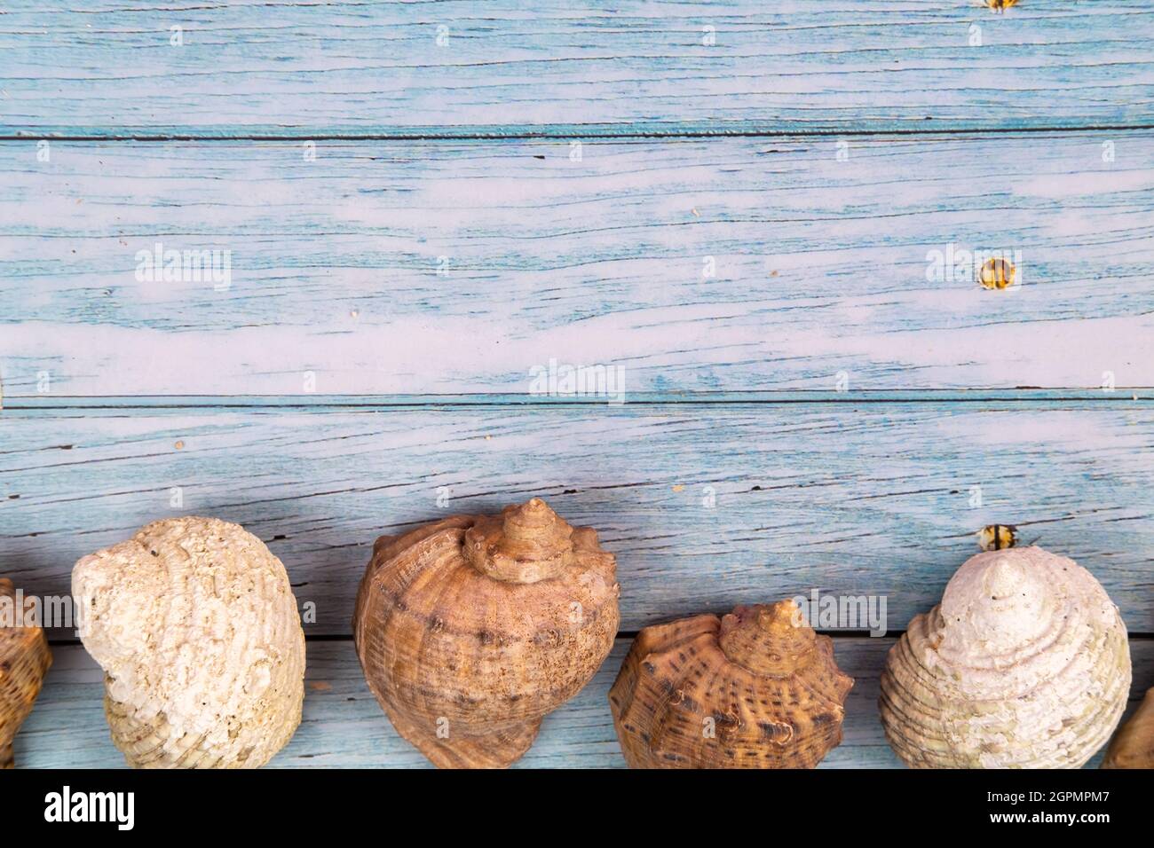 Muscheln auf einem blauen Holzhintergrund.Marine Thema. Stockfoto