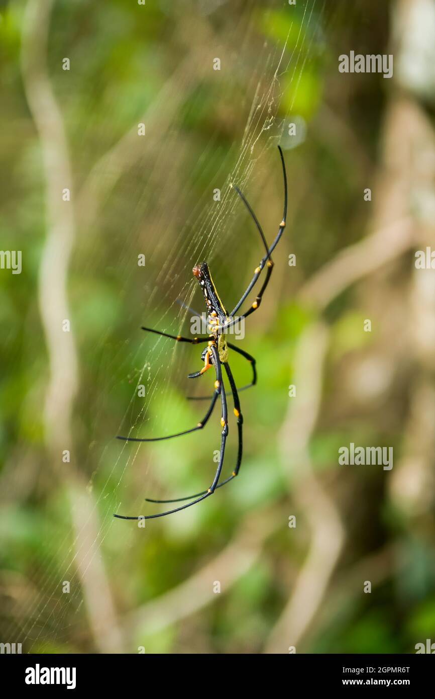 Eine Golden Orb-Weaver Spinne (Nephila maculata) im Sai Kung West Country Park, New Territories, Hong Kong Stockfoto